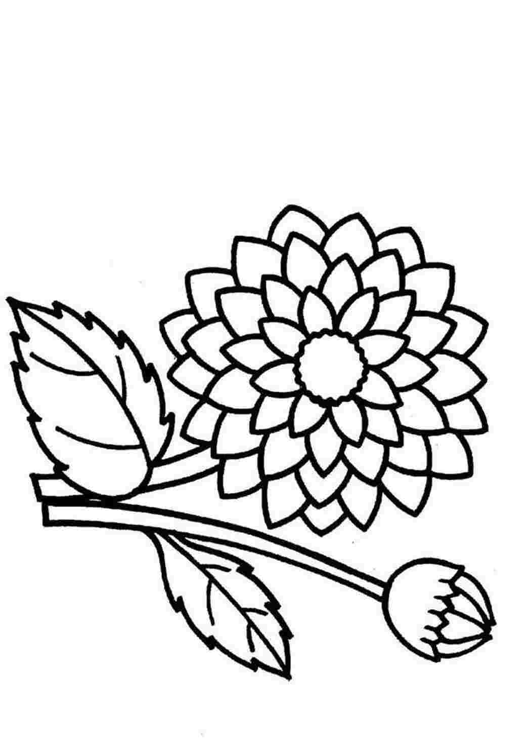 Раскраска Георгин