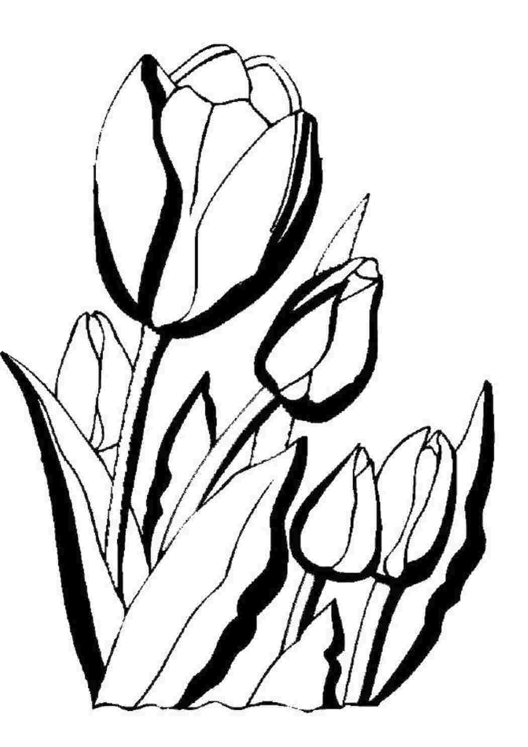 тюльпан раскраска. тюльпан раскраска для детей. тюльпан раскраска. раскраска. раскраска цветов тюльпаны.