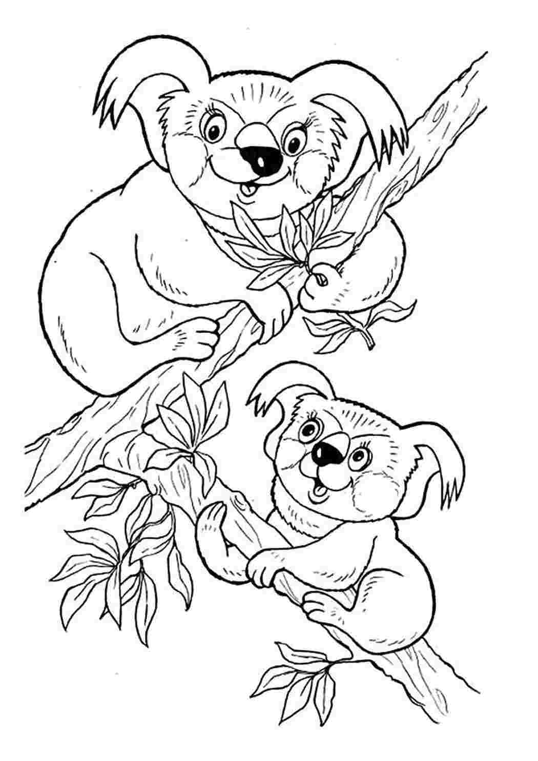 Раскраска Коалы