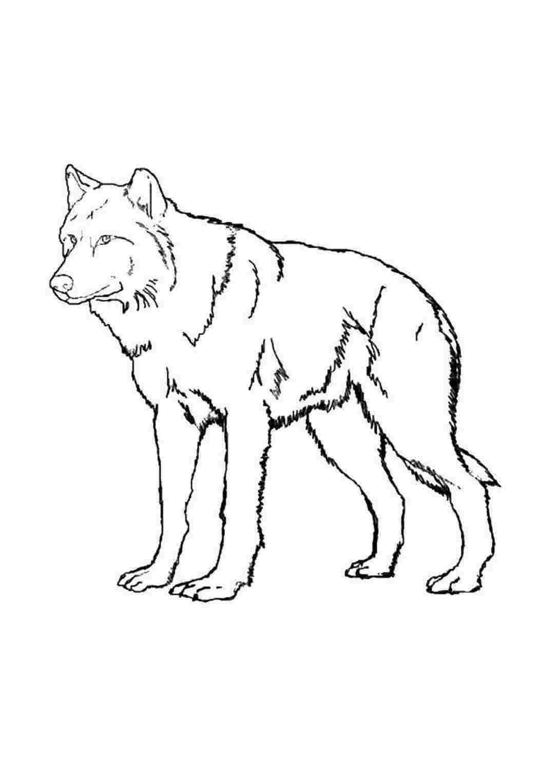 Раскраска Волк