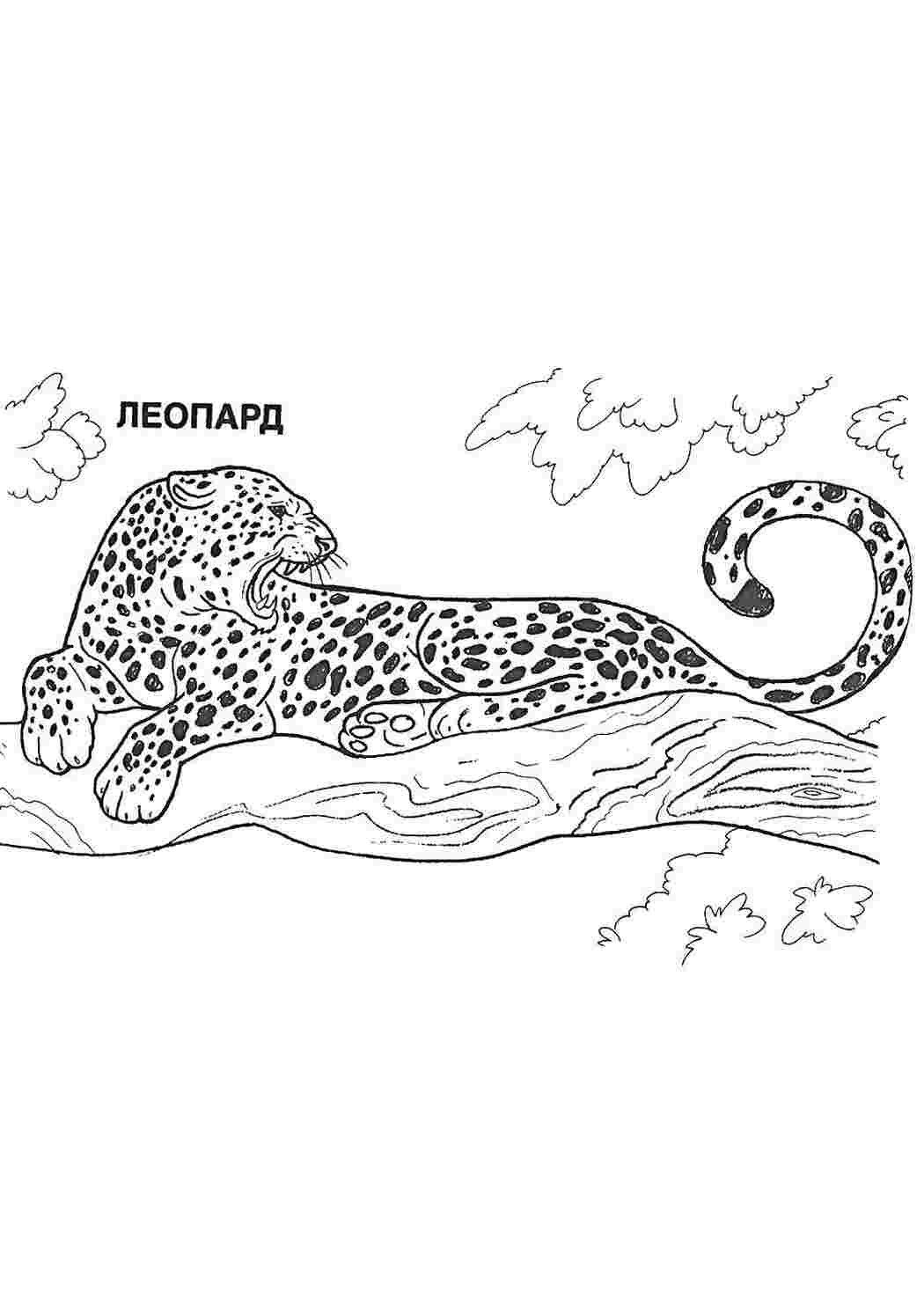 Раскраска Леопард на дереве