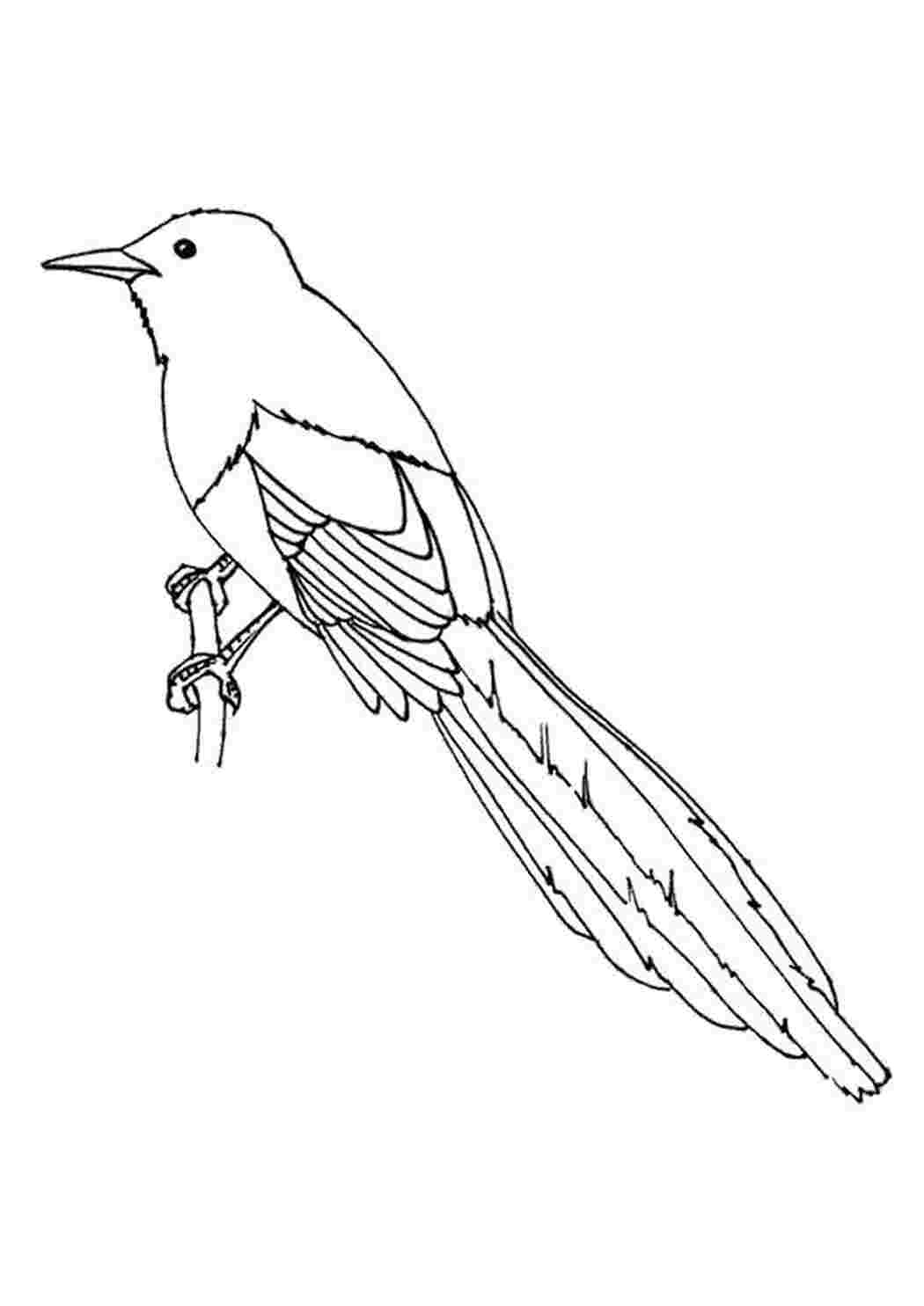 Раскраска сорока белобока