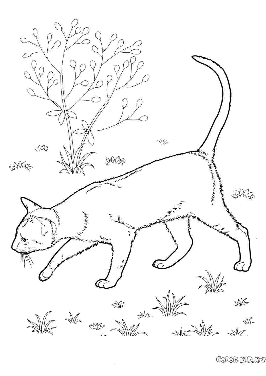 Раскраска Восточная короткошерстная