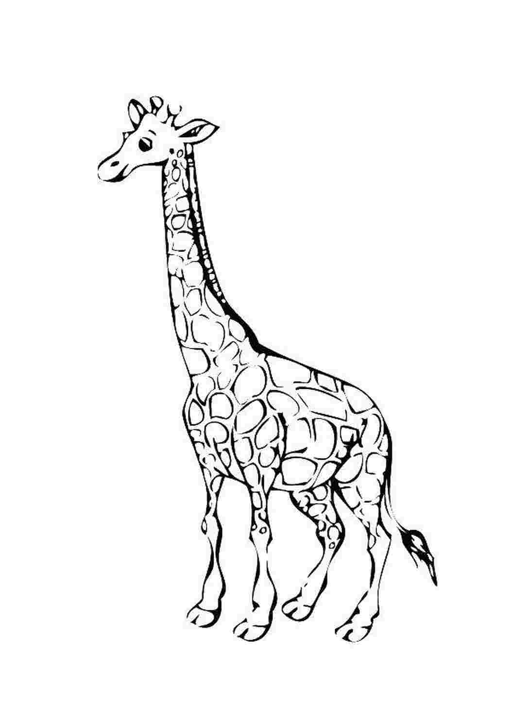 Эскиз жирафа для раскрашивания
