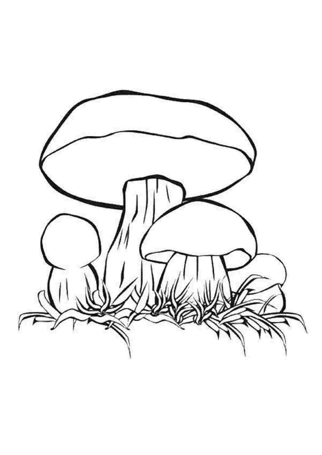 Раскраска Грибы