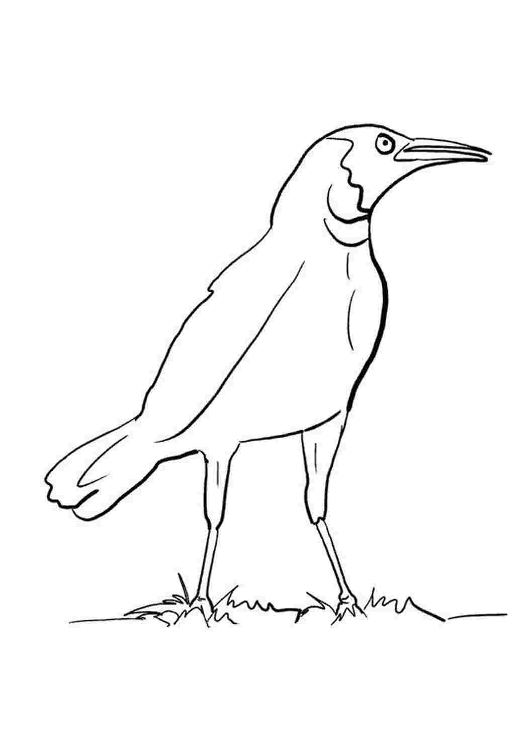 Раскраска сорока стоит