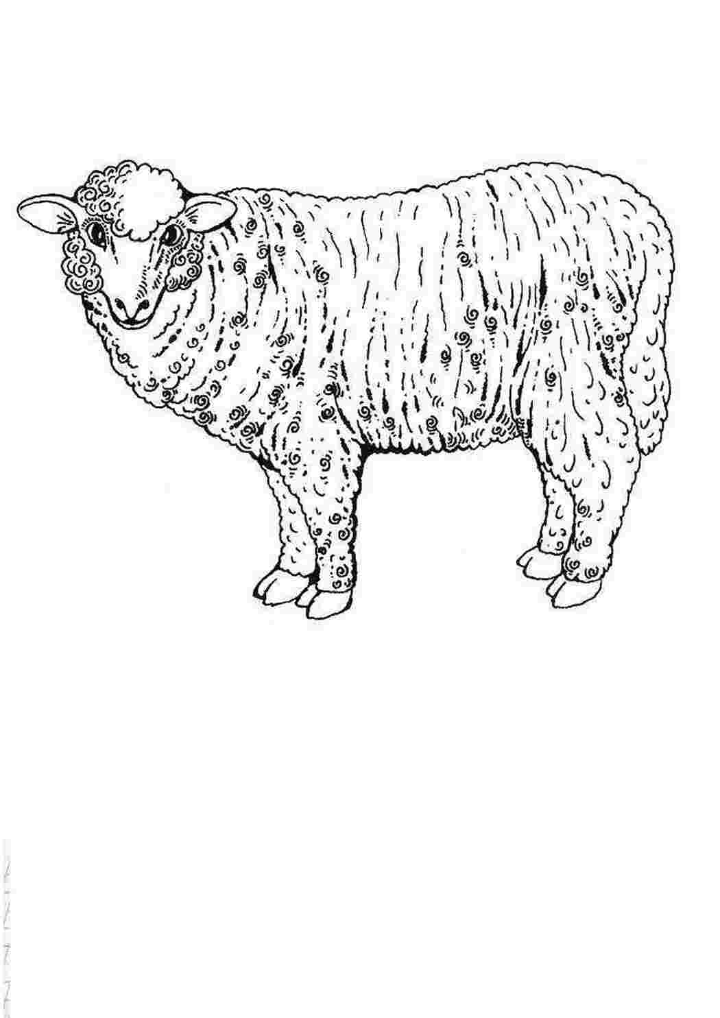 Раскраски домашних животных овца
