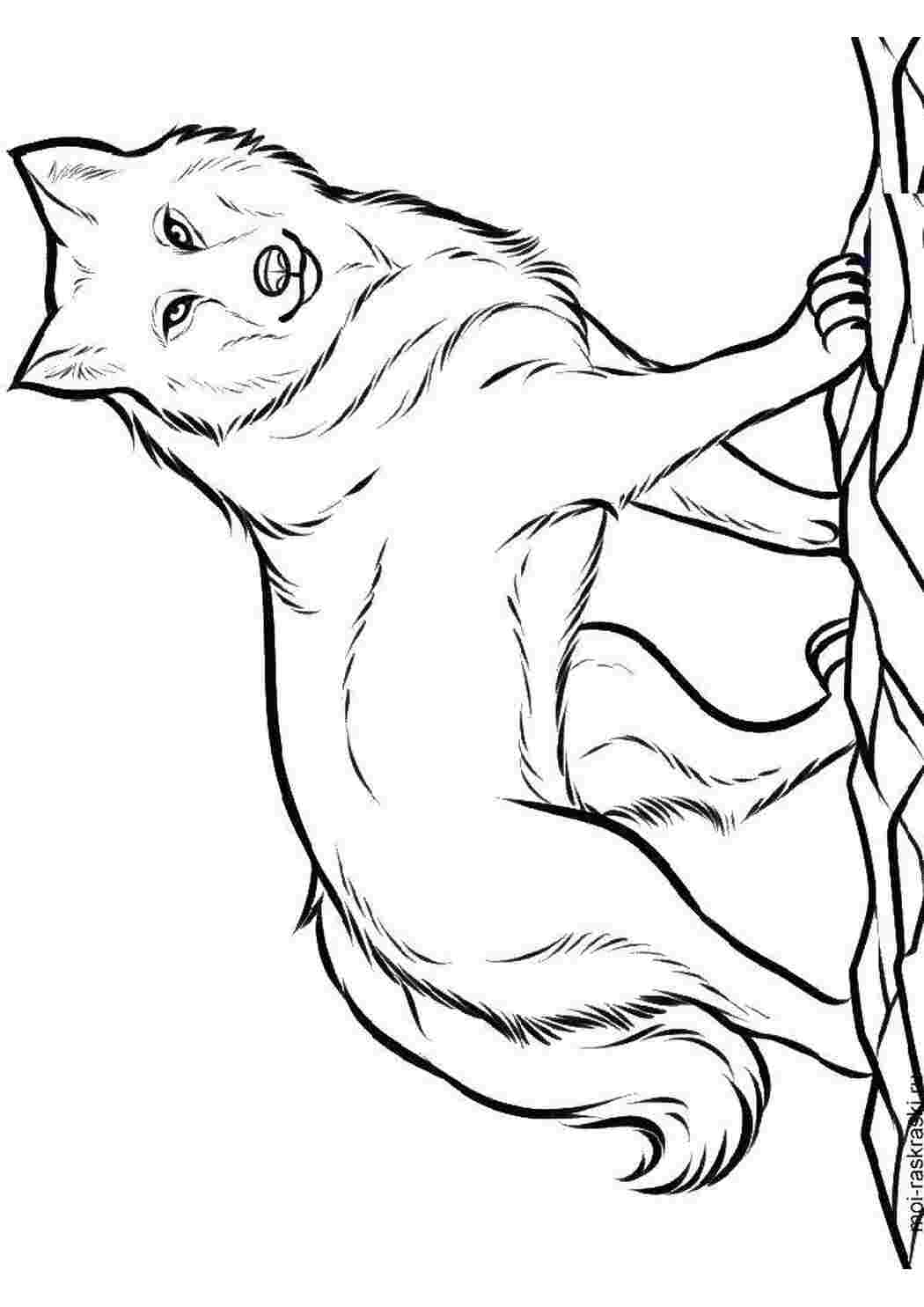 Раскраска Волк