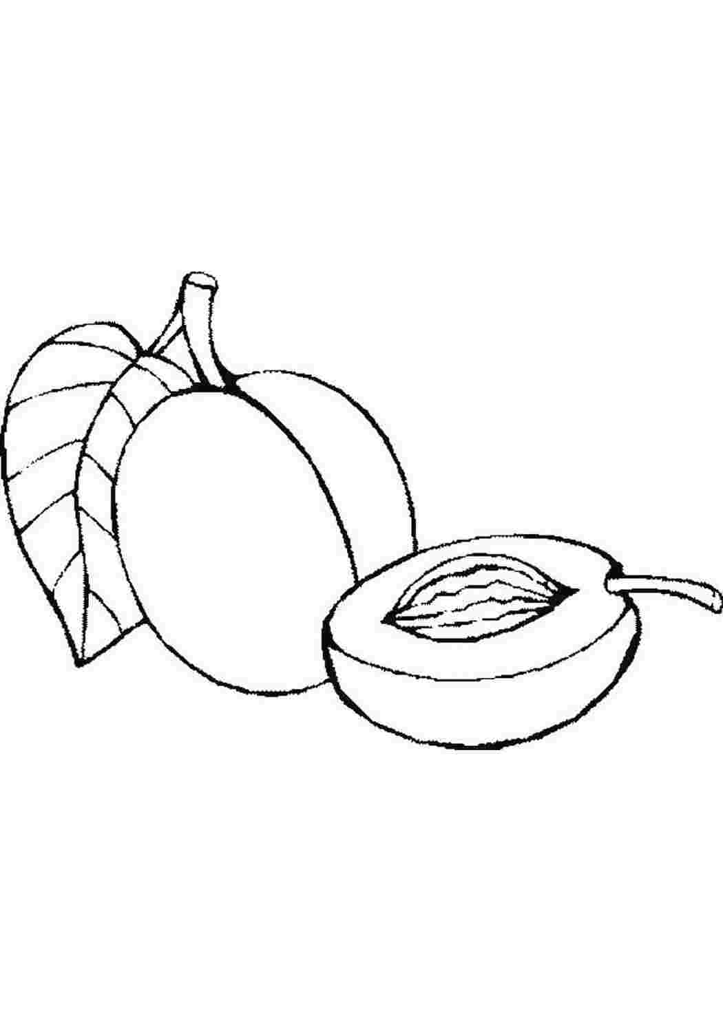 Раскраска Скачать или распечатать раскраску распечатать скачать, абрикос