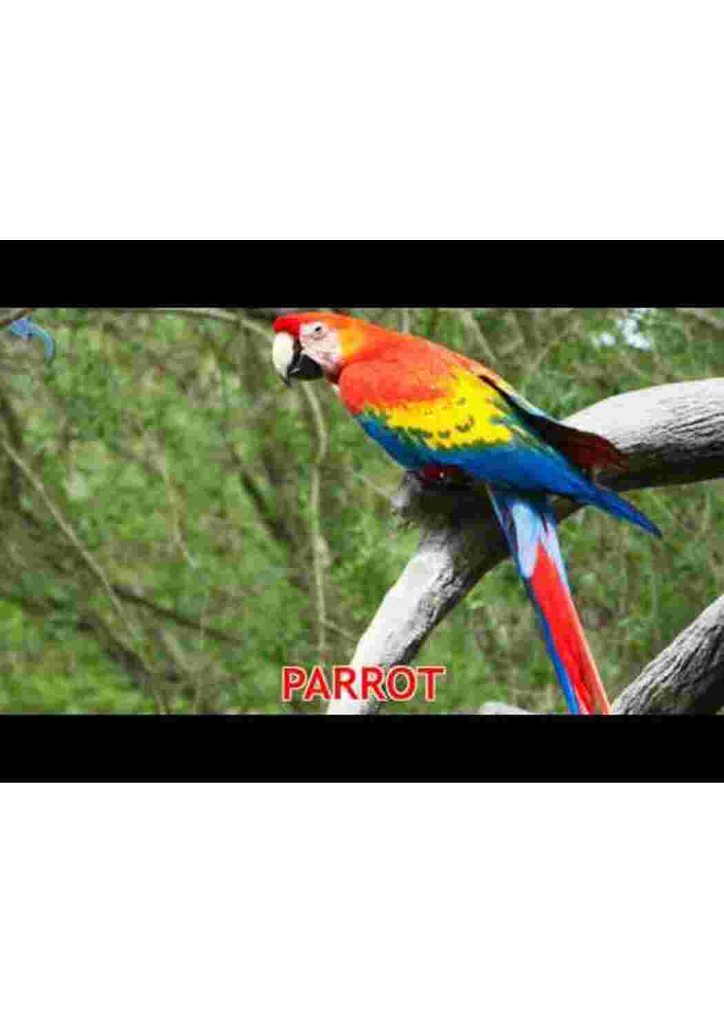 Раскраска карточка диких птиц 