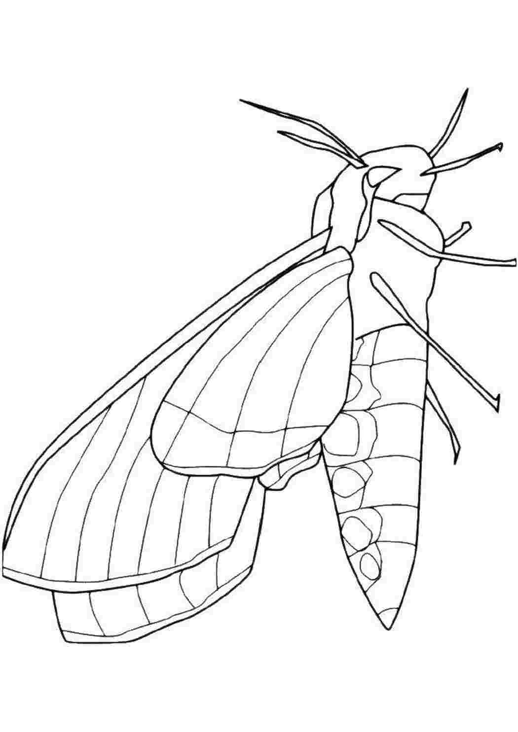 Раскраска Бабочка