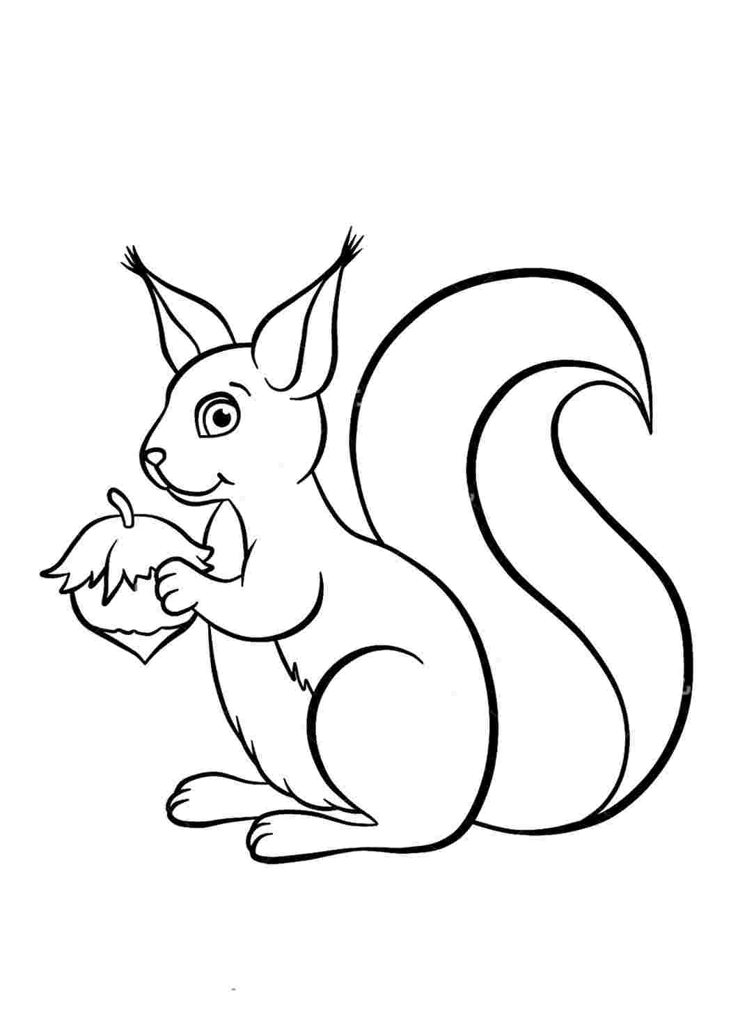 Раскраска Белка