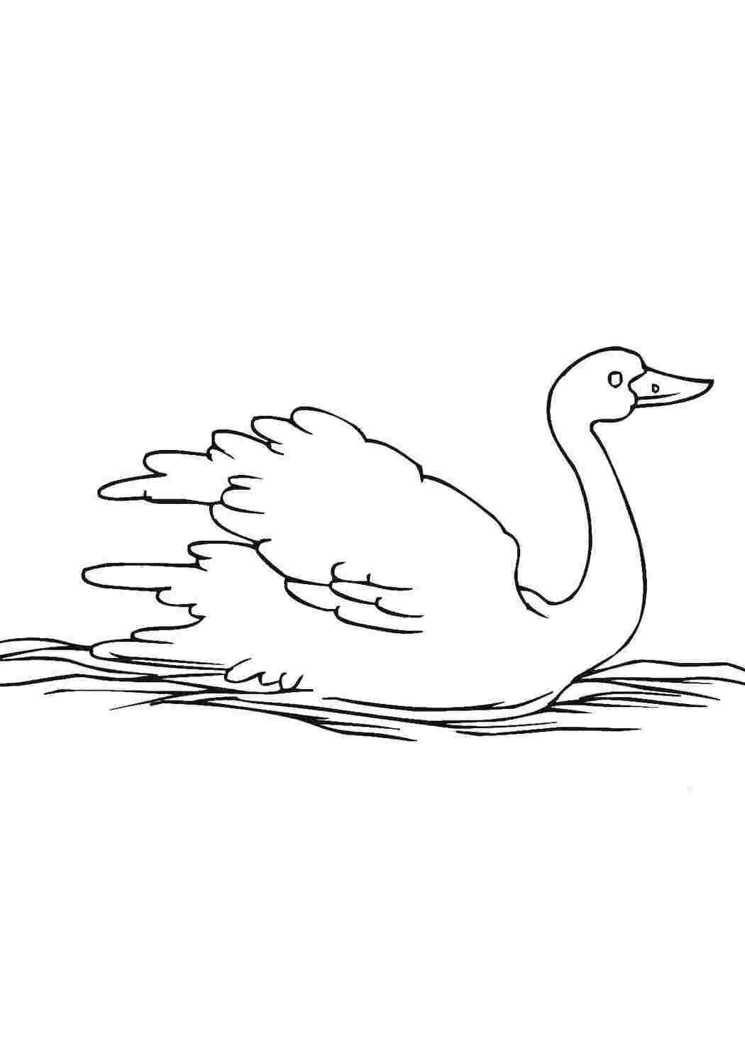Распечатать картинку лебедь. Лебедь кликун раскраска. Лебедь шипун рисунок. Лебедь раскраска для детей. Лебедь картинка для детей.