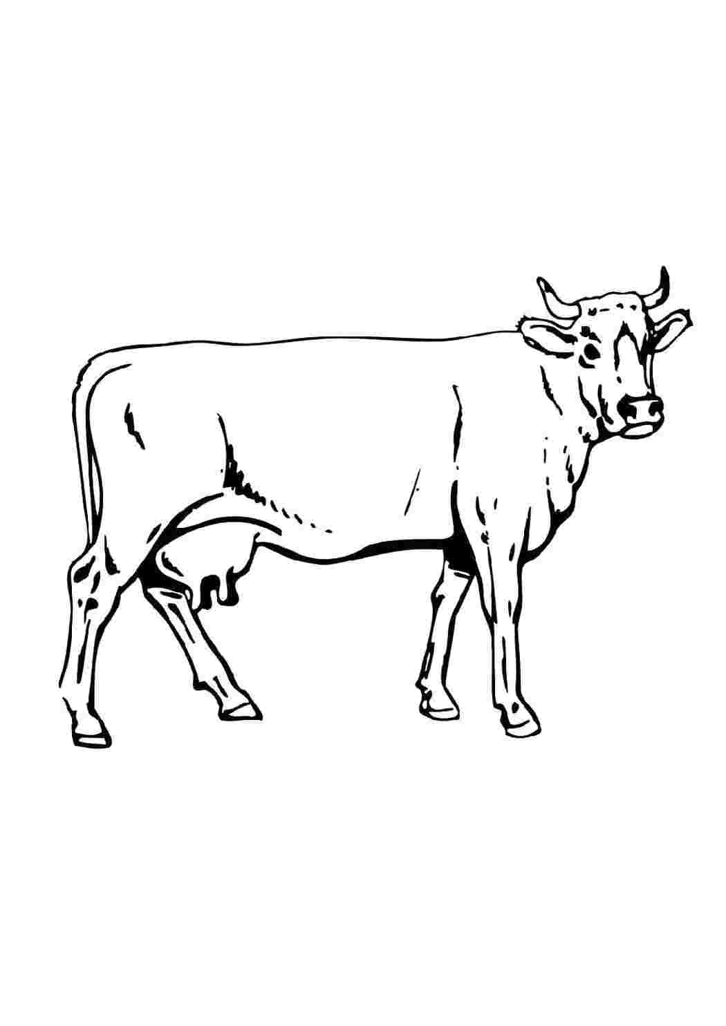 Раскраска Коровка