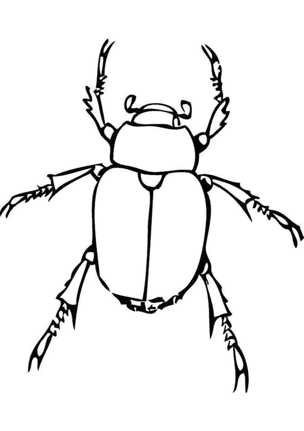 Раскраска жук навозник