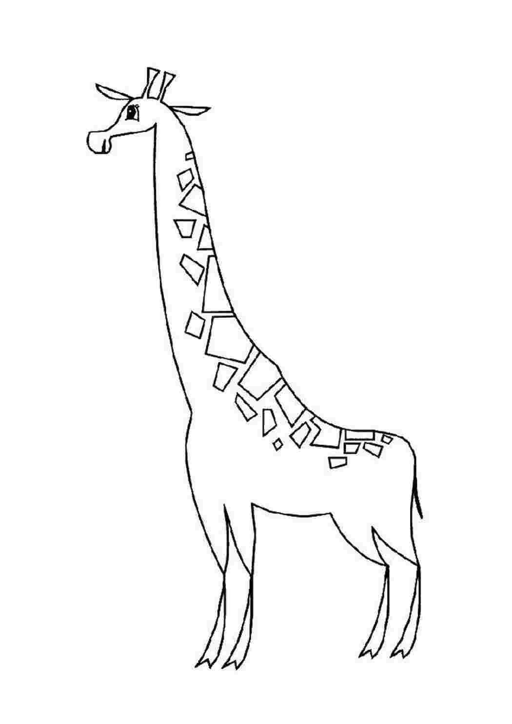 Раскраска Жираф