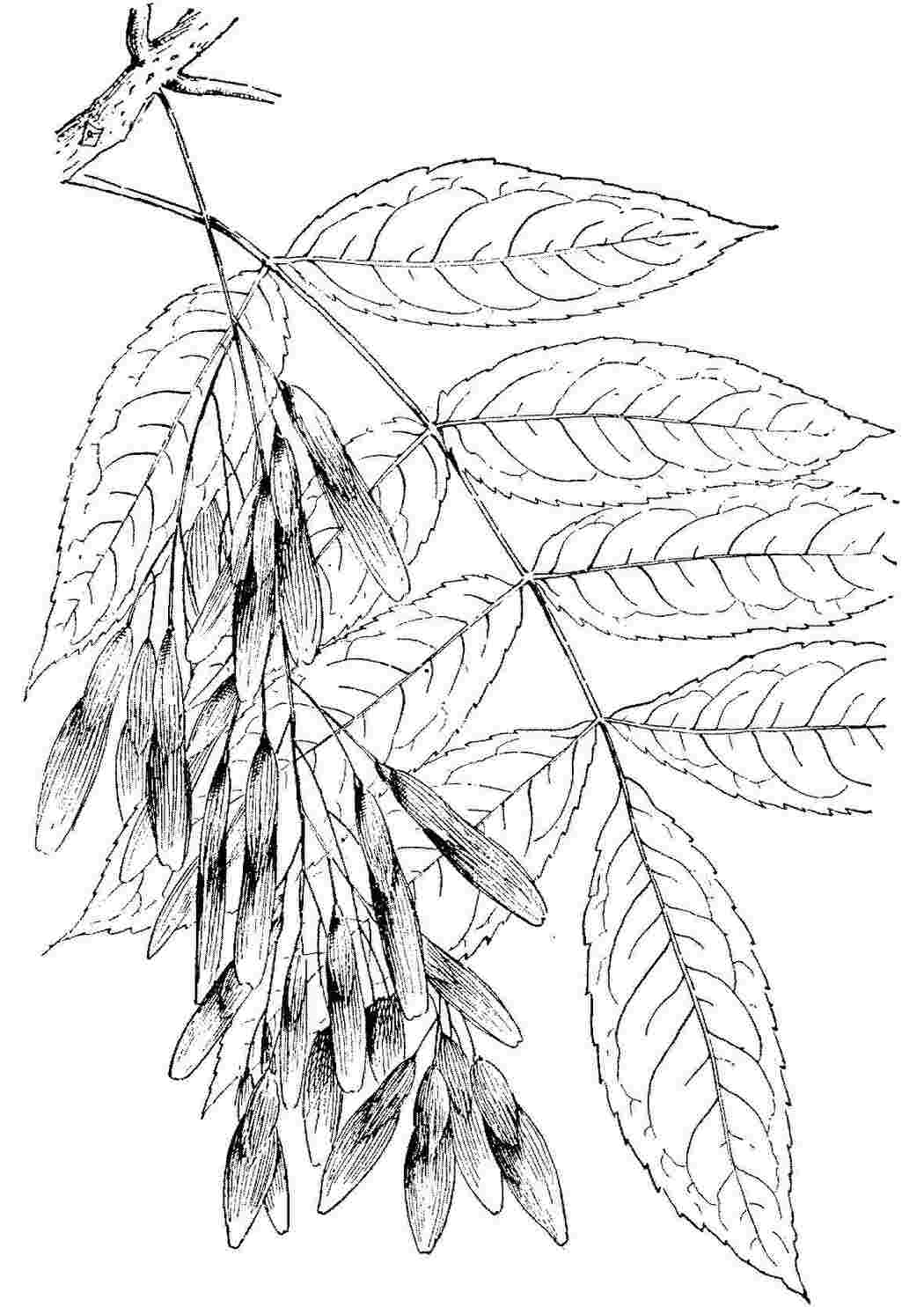 Раскраска Листья