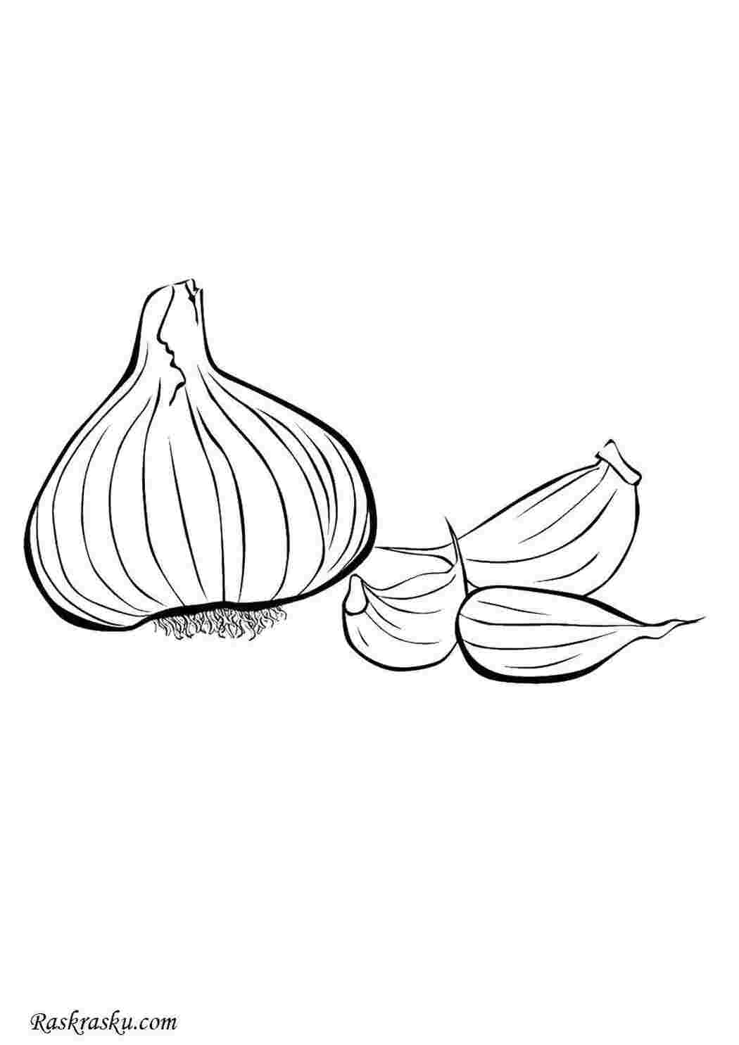 Раскраска Чесночок