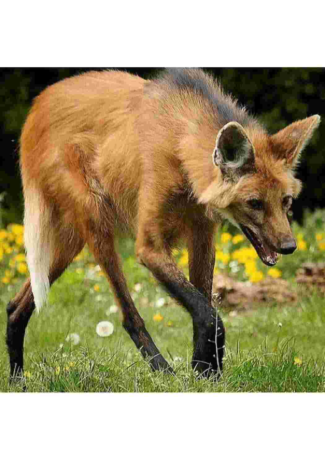 Раскраска пособие биология животные 