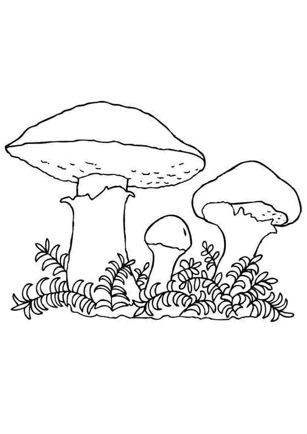 Раскраска Грибы
