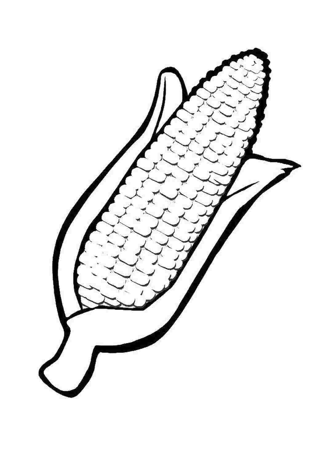 Раскраска Кукуруза