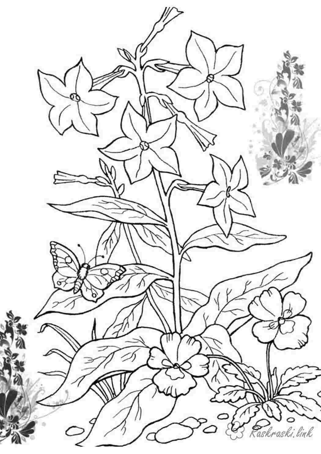Рисунок цветущее растение. Раскраска. Растения контур. Растение с корнем раскраска. Раскраска.
