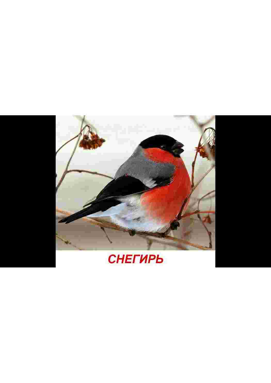 Раскраска карточка диких птиц 