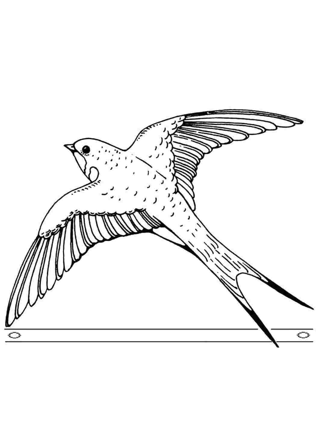 Раскраска Ласточка