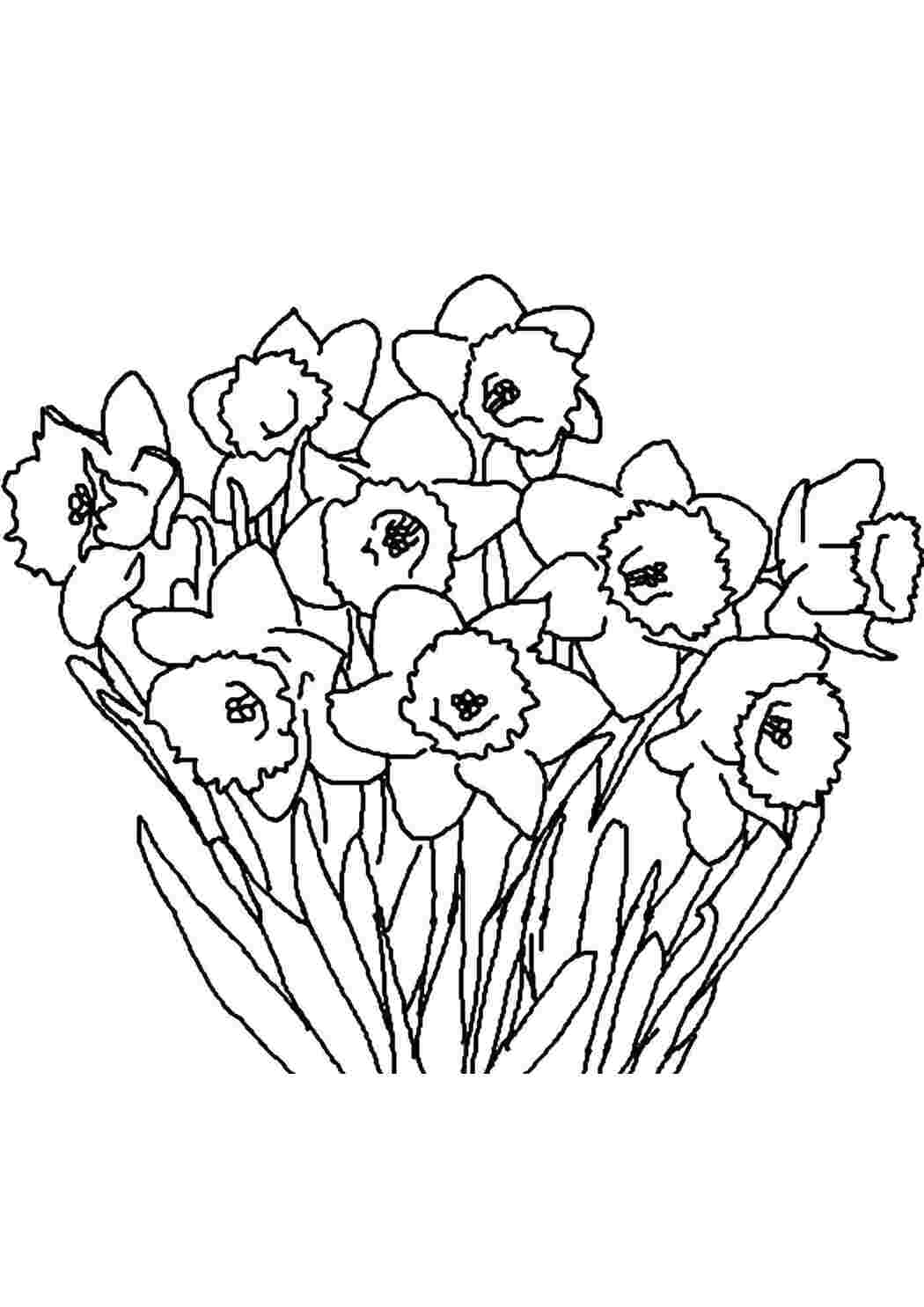 Раскраска Нарциссы