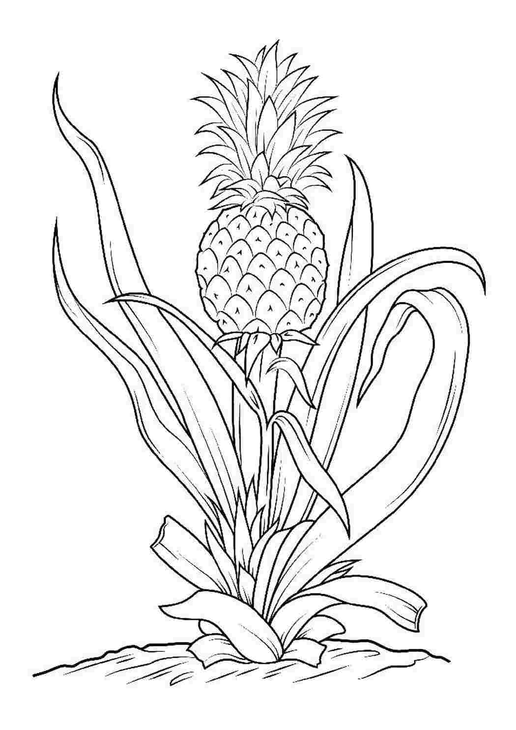 Раскраска Ананас