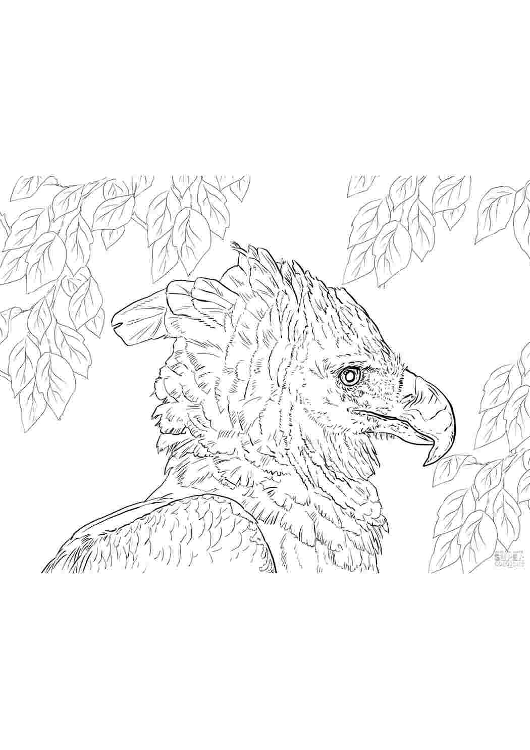 Раскраска Острый клюв.