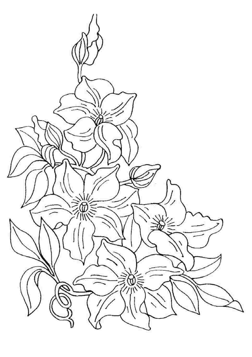 Раскраска Красивые цветы