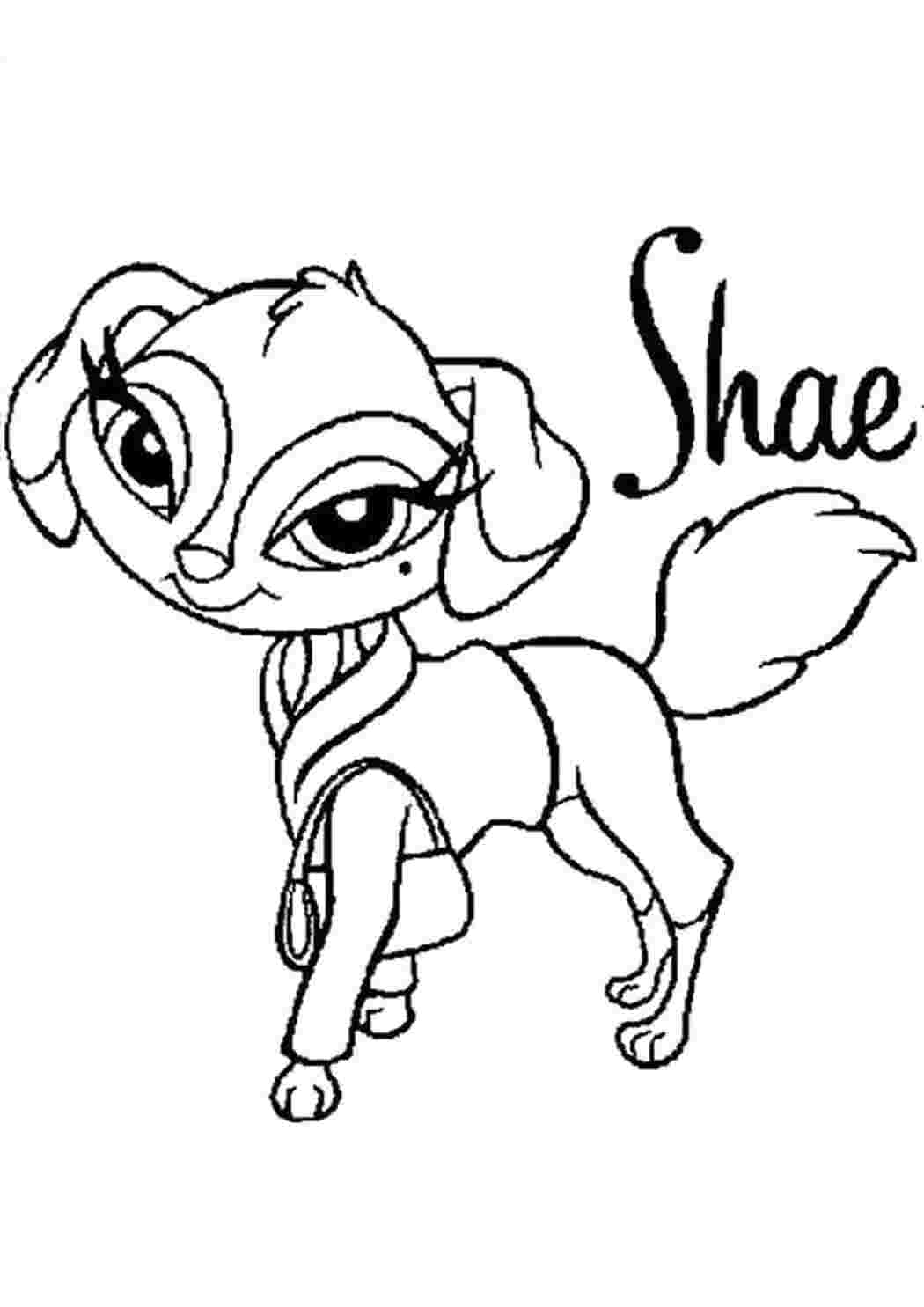 Раскраска шай