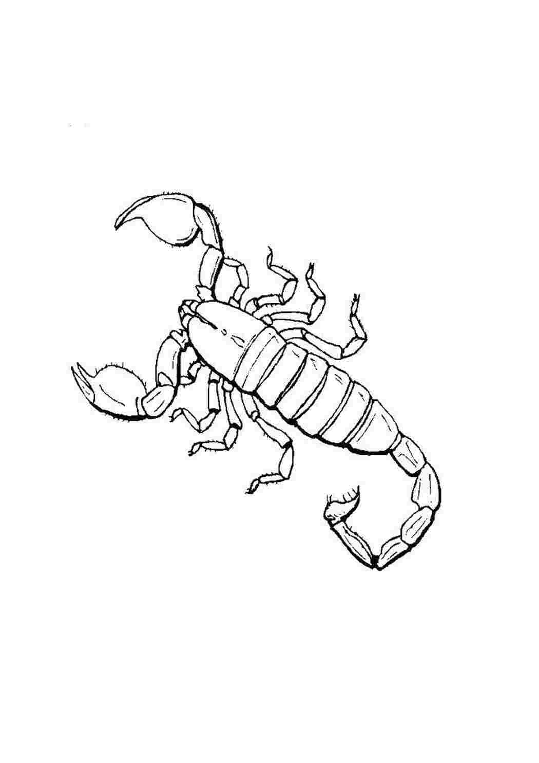 Скорпион раскраска для детей