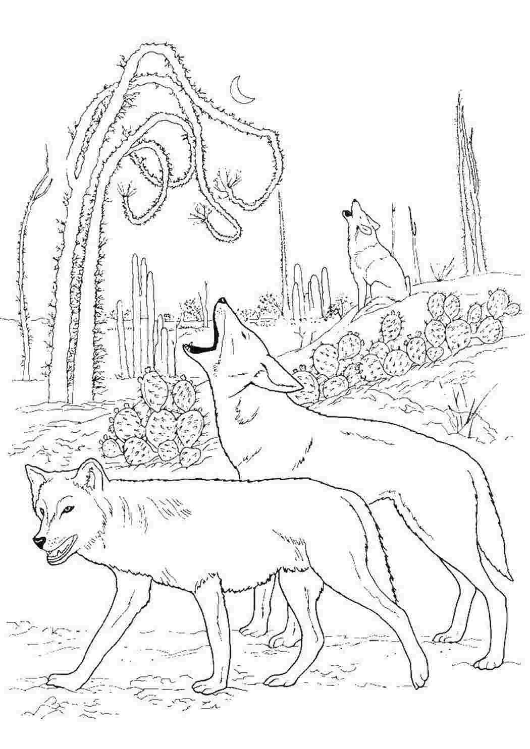 Раскраска Волки
