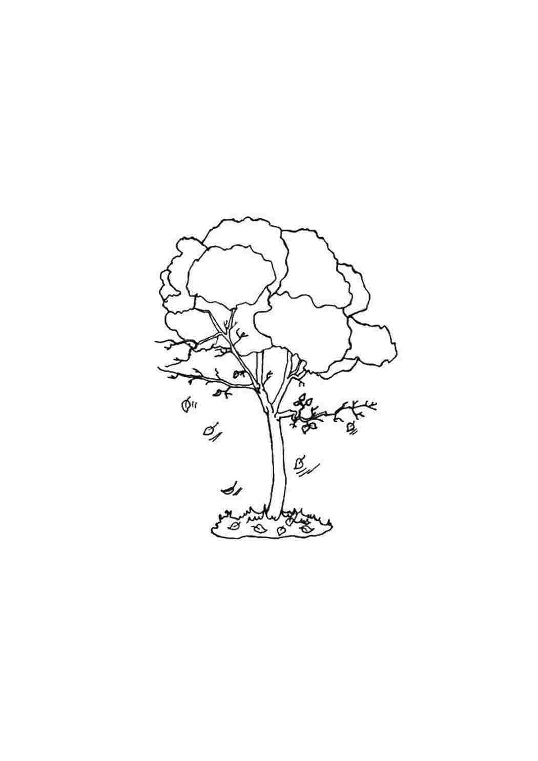 Раскраска Дерево