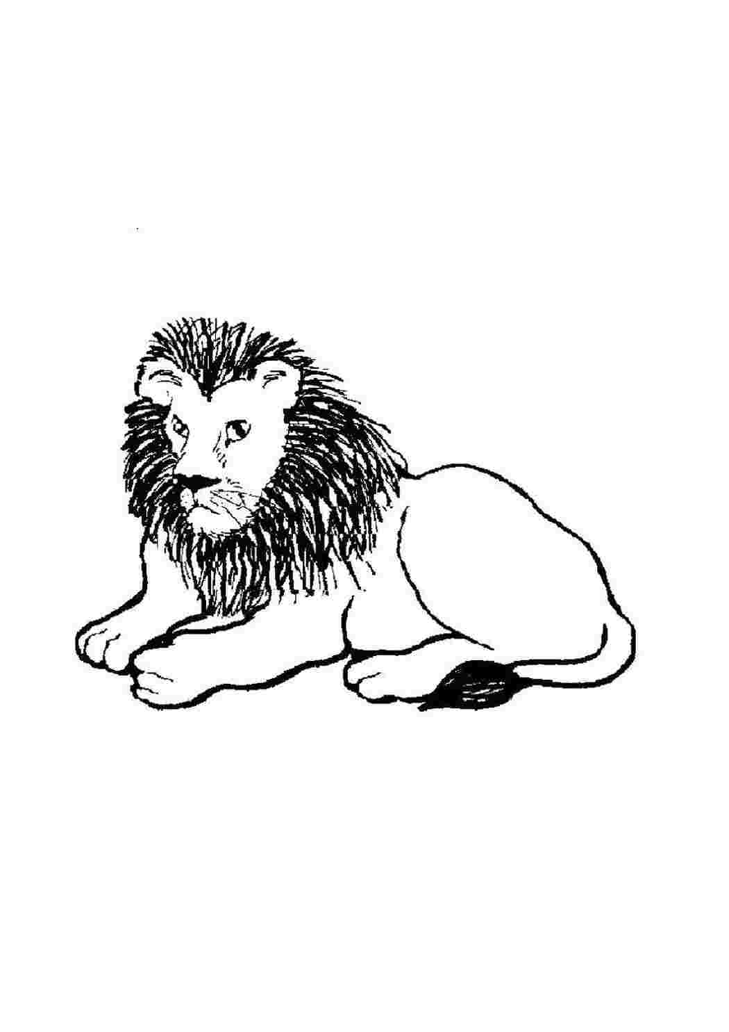 Раскраска Лев
