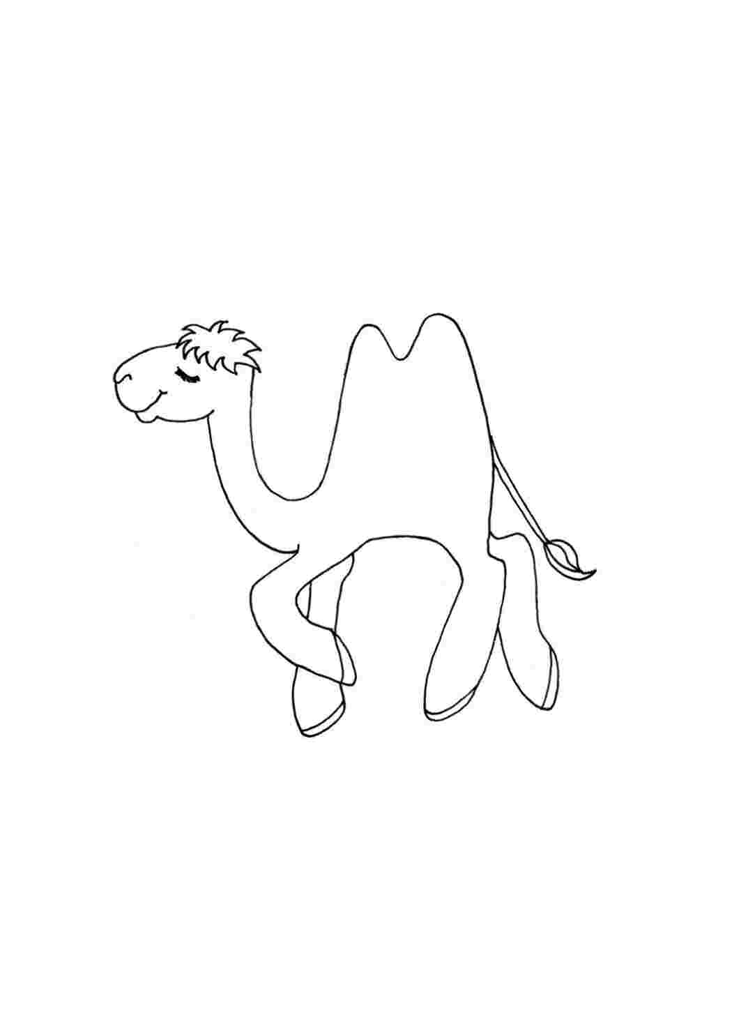 Раскраска двухгорбый верблюд