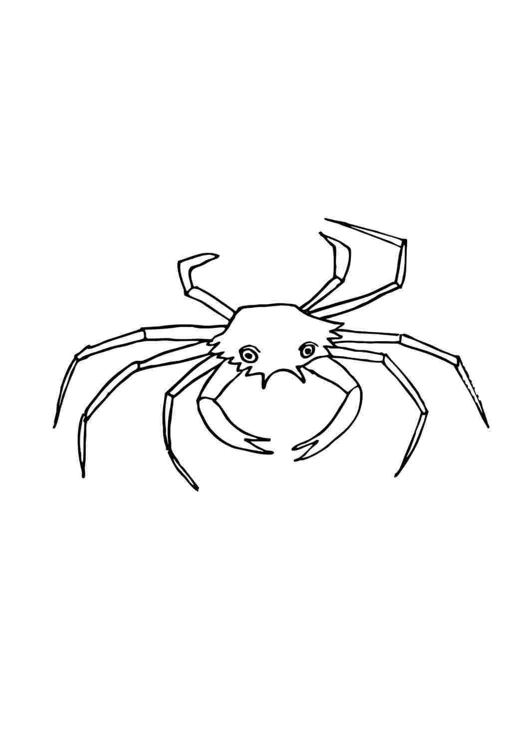 Рисунок краба паука карандашом