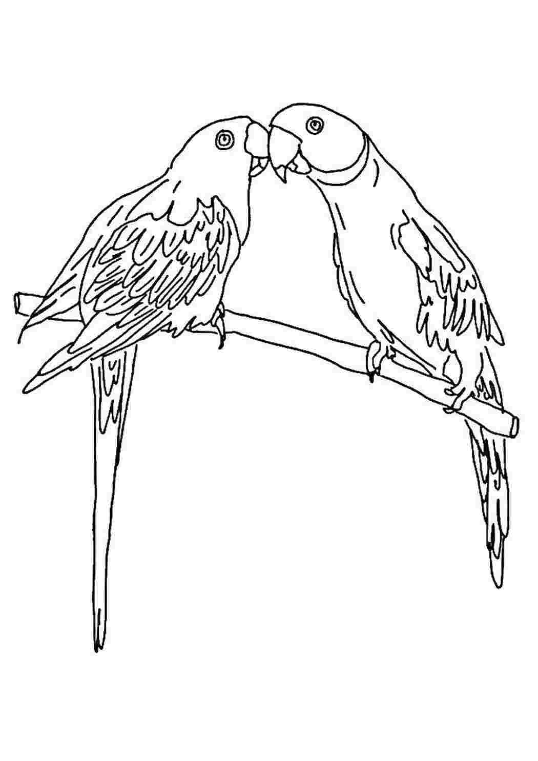 Волнистый попугай раскраска для детей