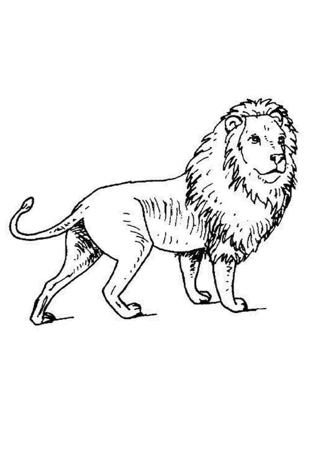 Раскраски животных Лев