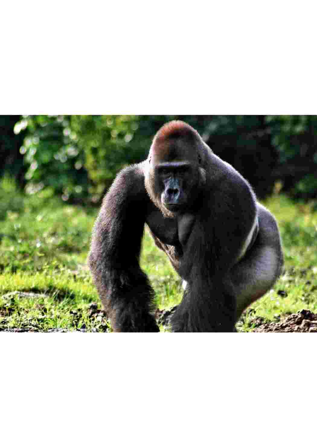 Раскраска пособие биология животные 