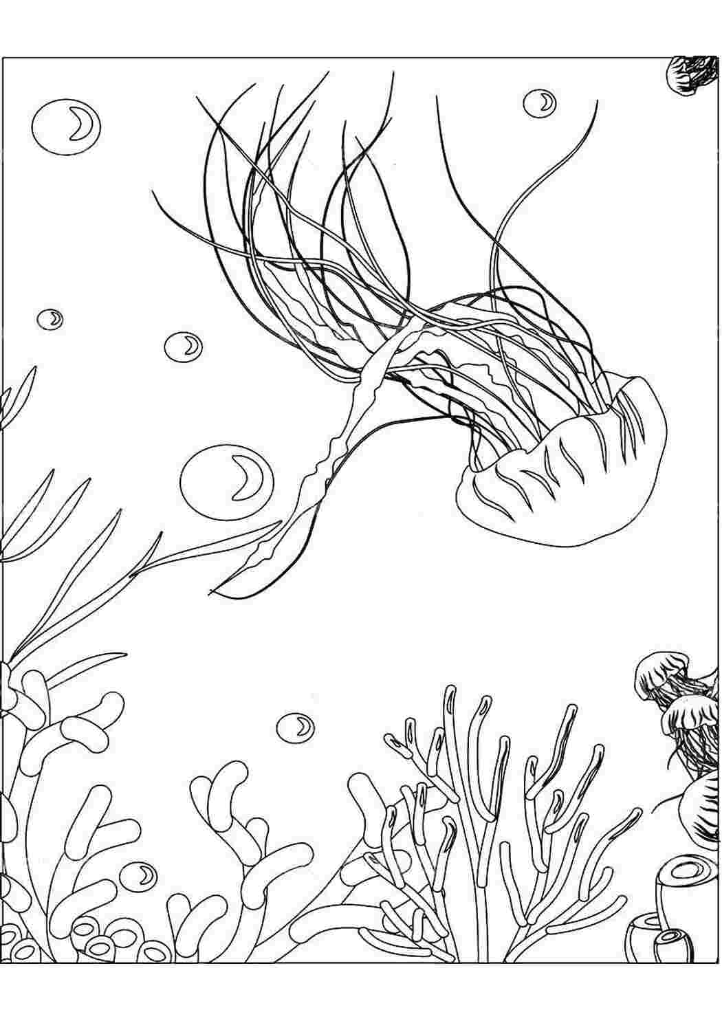 Рыбки водорослей для детей. Подводные растения раскраска. Стилизованные водоросли. Водоросли для распечатки. Водоросли эскиз.