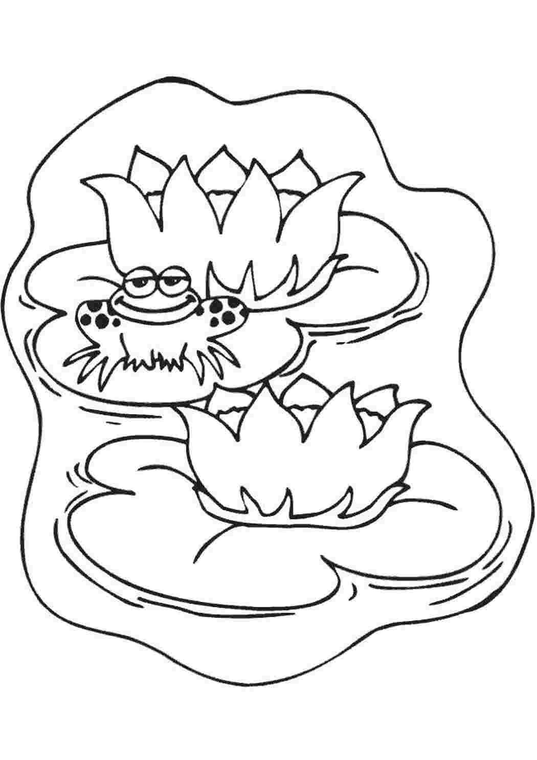 Раскраска frog