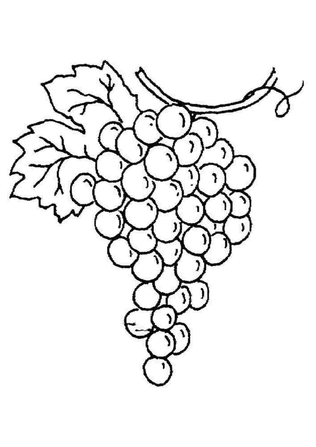 Раскраска Виноград