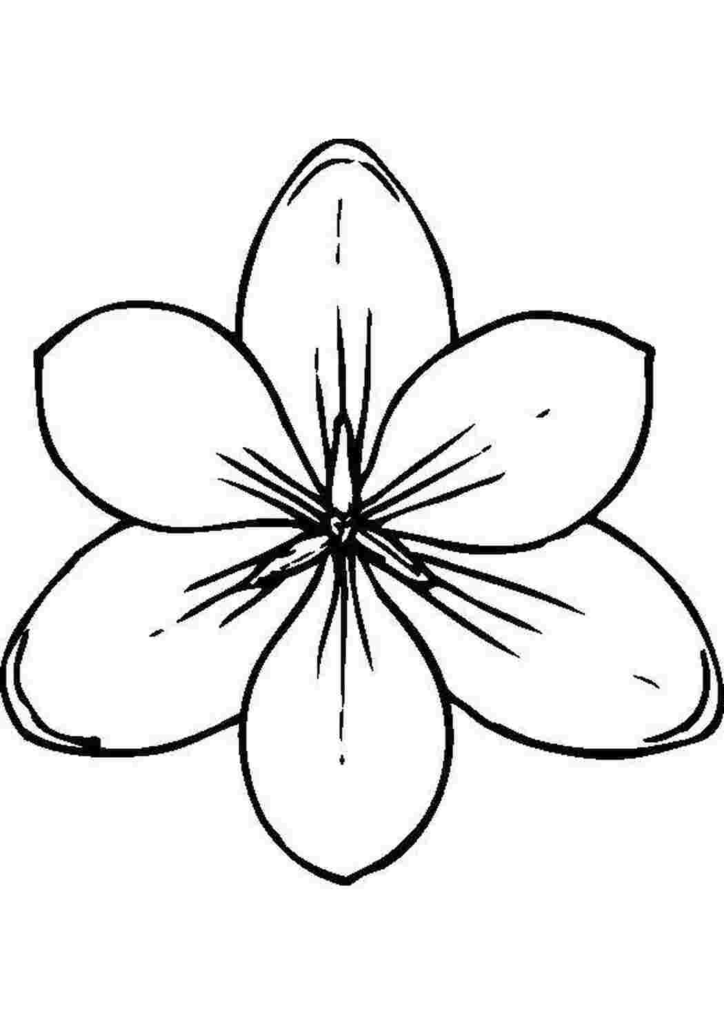 Раскраска Цветок