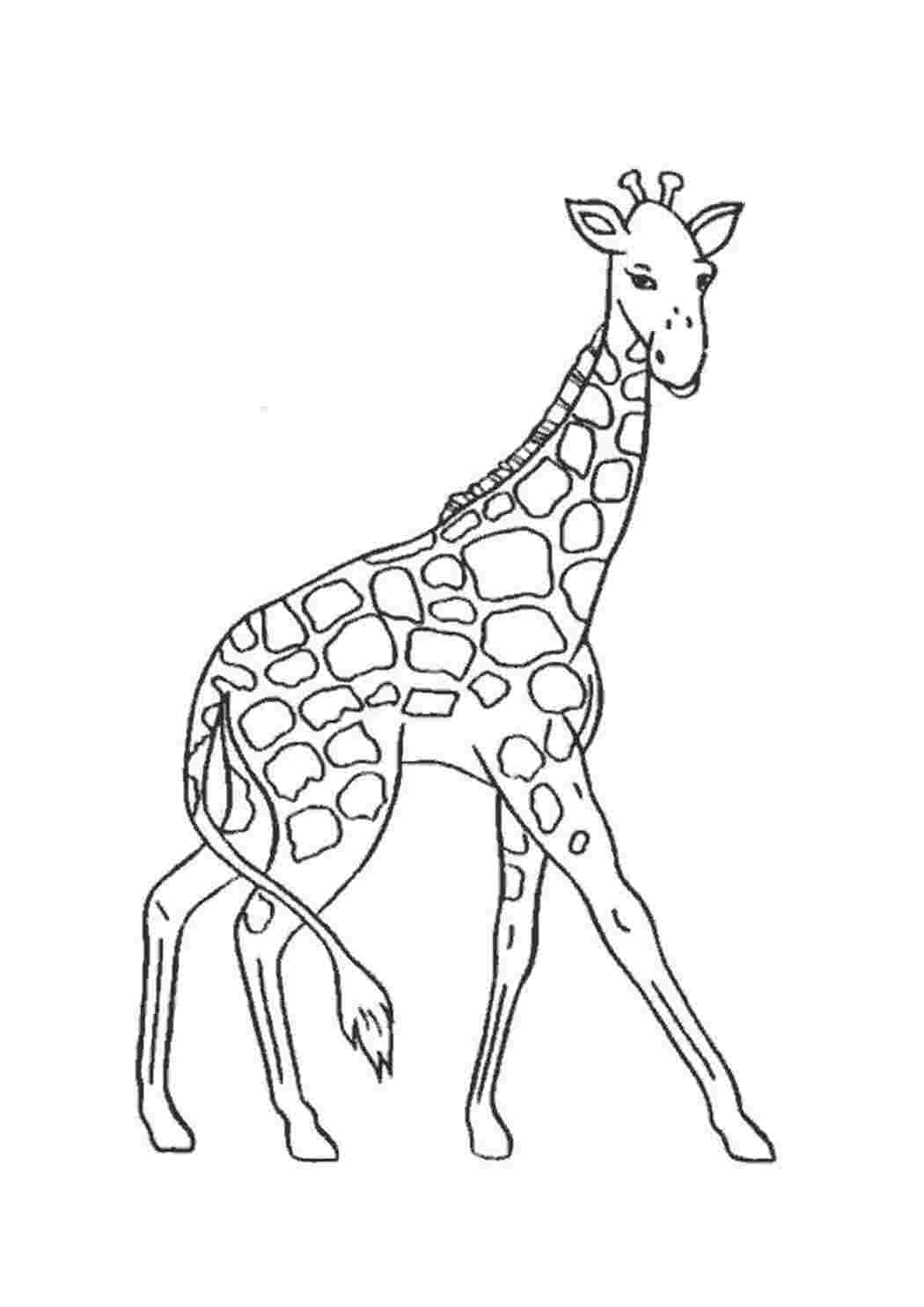 Животные Африки раскраска для детей Жираф