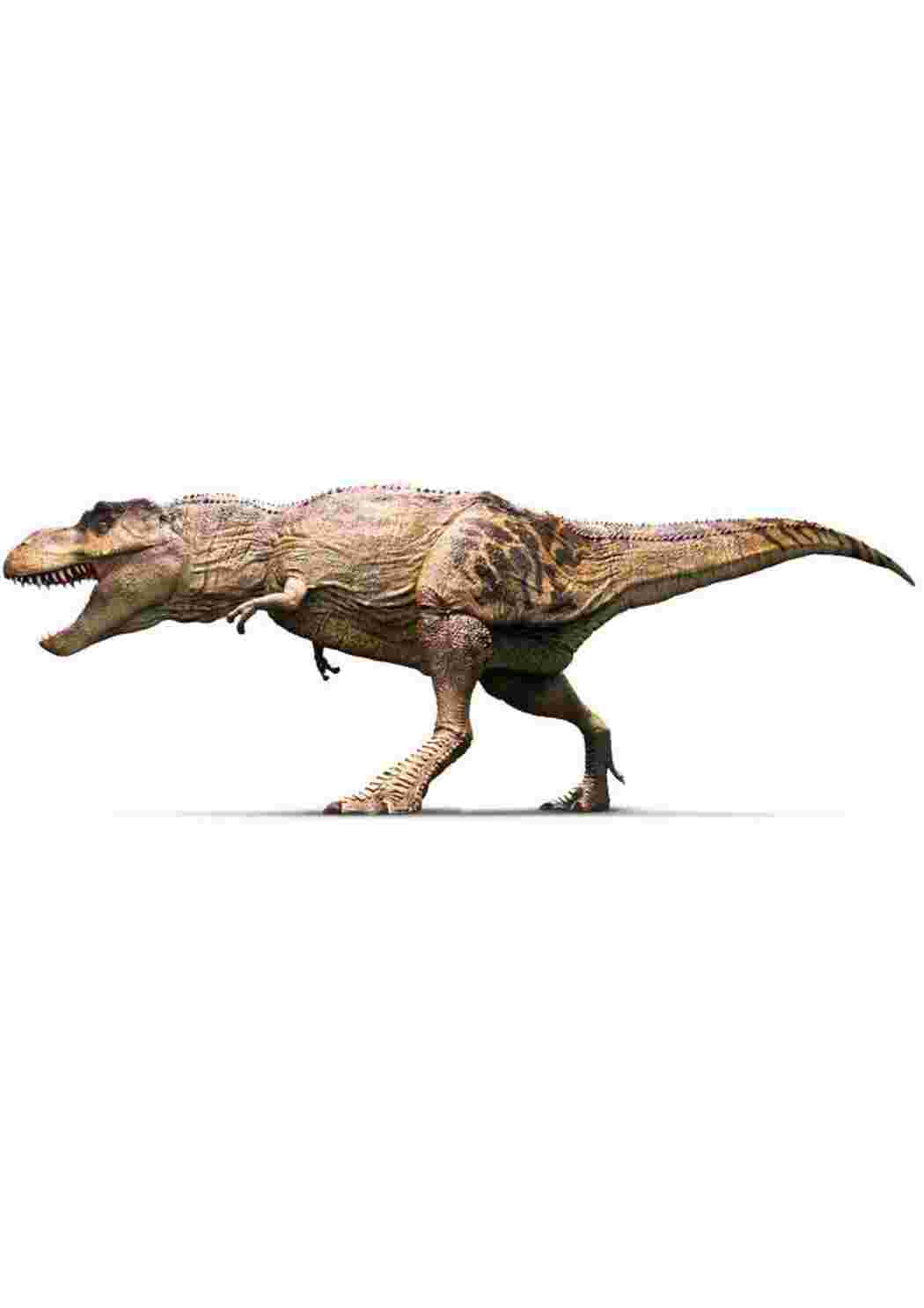 Раскраска динозавры большие разных видов динозавры