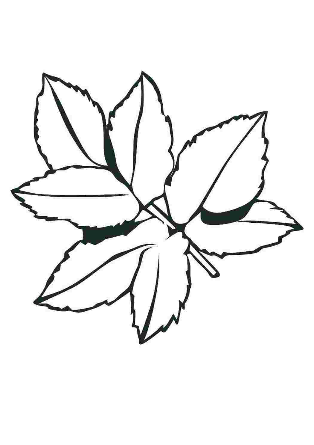 Раскраска Листья