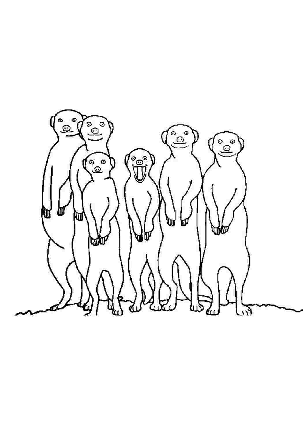 Раскраска Сурикаты стоят на задних лапках